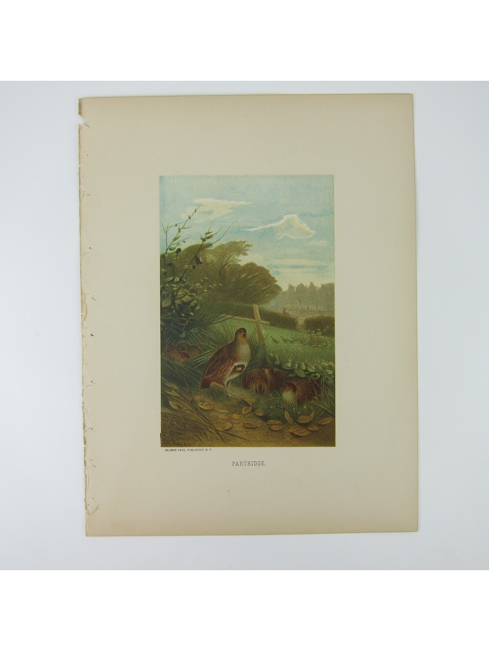 Antique 1898 Victorian Art Bird Print Lithograph Partridge Quail Louis Prang